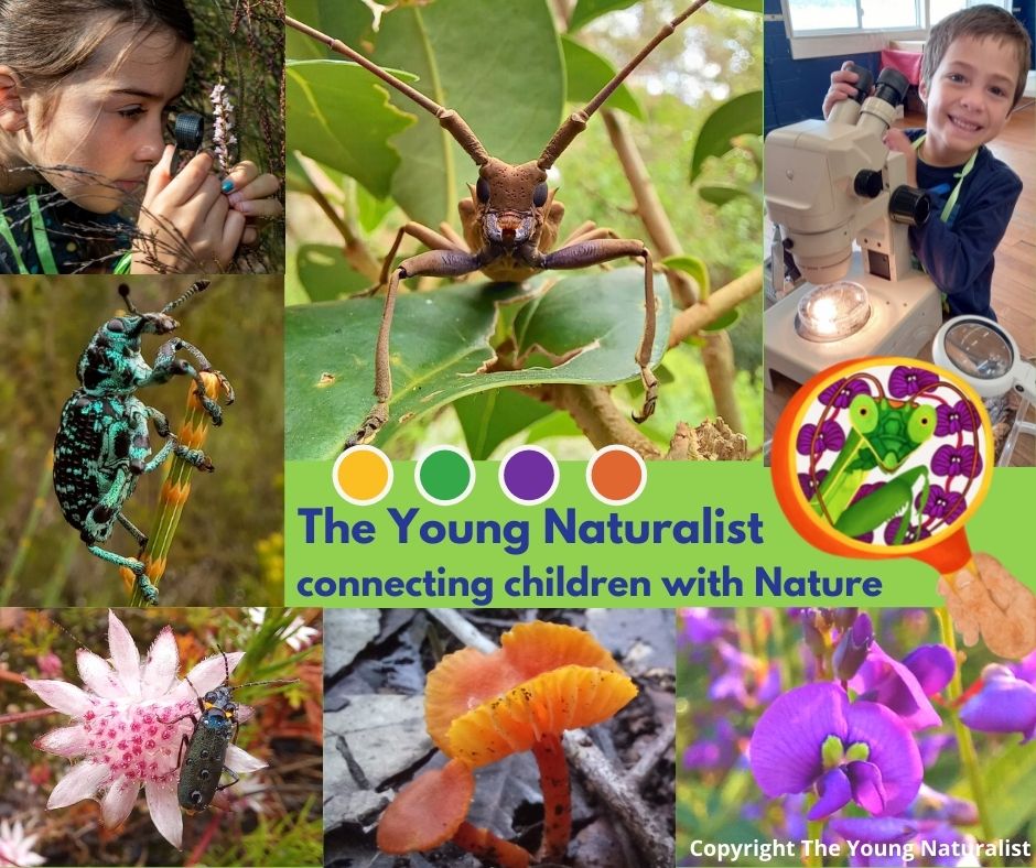 Naturalist young 